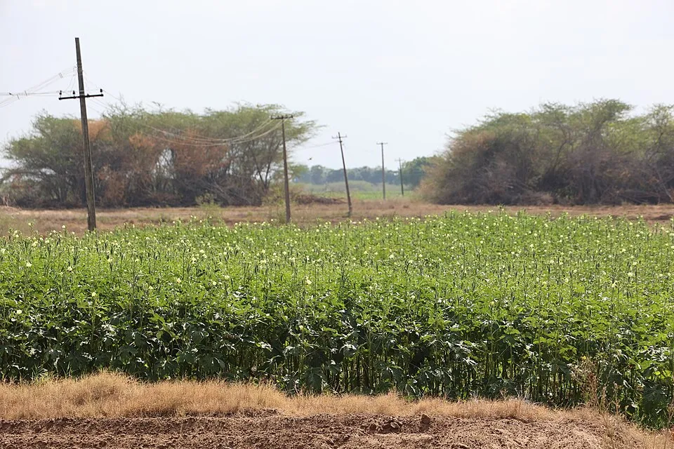 Okra crop growing on farmland in Ramanathapuram, Tamil Nadu